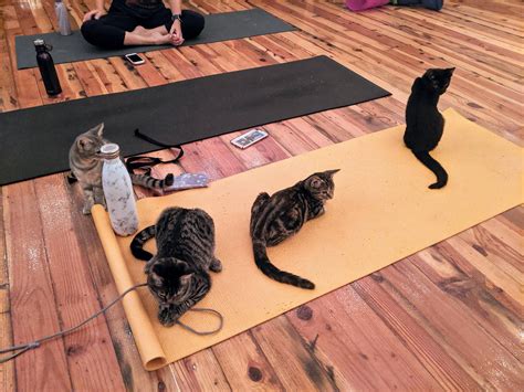 Cat Yoga Was Everything I Dreamed It Would Be Music Indieartist