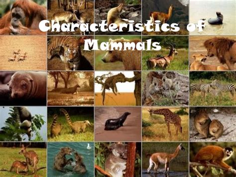 Characteristics Of Mammals Definition And Examples Animal Expert