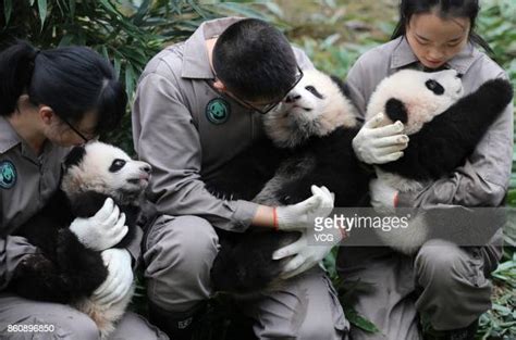 Giant Panda Cubs Born In 2017 Meet The Public In Sichuan Photos And