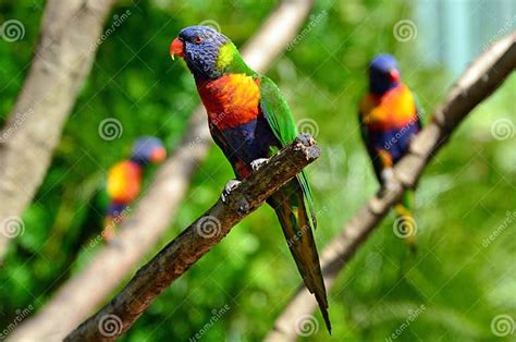 Australian Rainbow Lorikeet Stock Image Image Of Park Birds 46127515