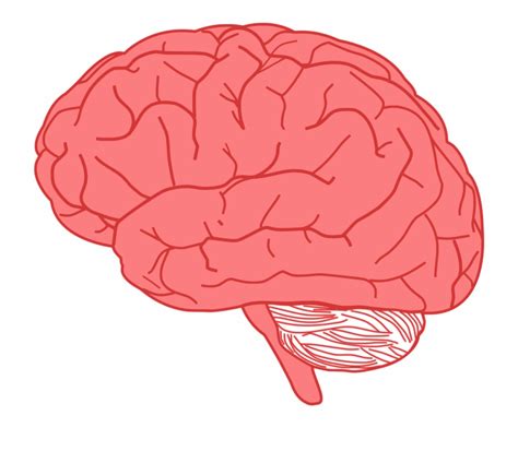 Brain Anatomy Clip Art