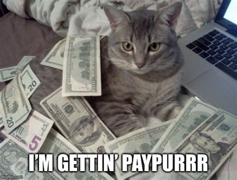 Cat Money Imgflip