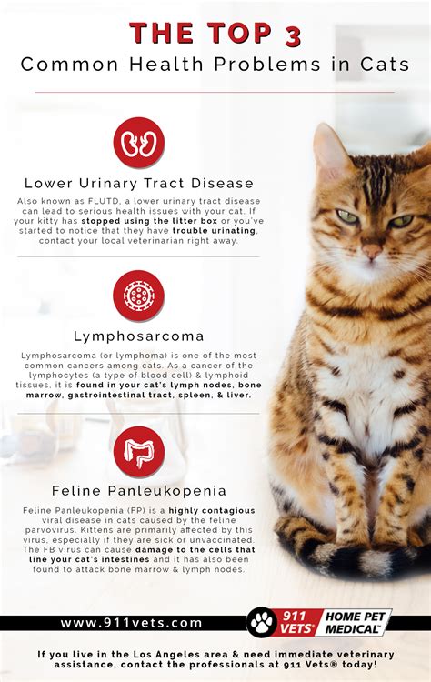 Diseases Of Domestic Cats