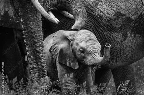 Baby African Elephant Waving Trunk Stock Photo Adobe Stock