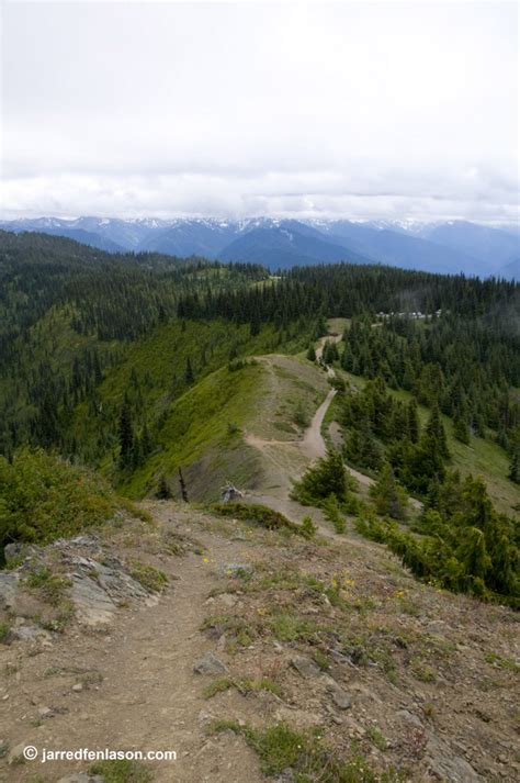 Panoramio Photo Of Hurricane Ridge Hike In Olympic