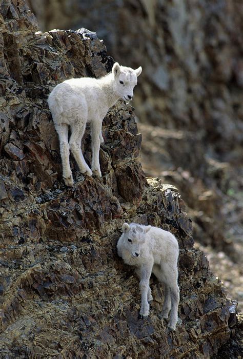 Usa Alaska Dall Sheep Dall Lamb Photograph By Gerry Reynolds Pixels