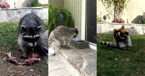 Playful Raccoon Caught Messing Around With Dog Toys Wow