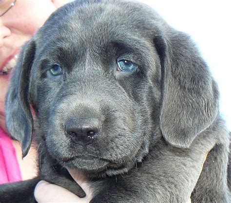 Our labs live in our home with us and the same goes for their puppies which are also cared for at bowie labrador retrievers we offer great looking white, yellow, champagne (dilute yellow), silver. Look at this adorable silver lab! I want one ...