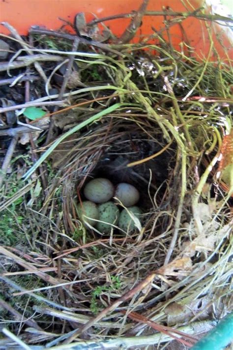 wren nest backyard