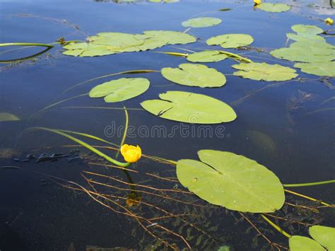 Yellow Nenuphar Flower Water Lily On A Lake Beautiful Aquatic Plant