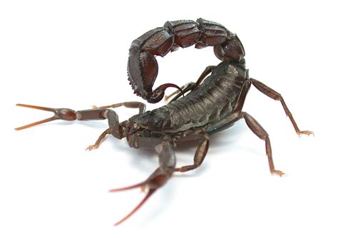 Scorpion, any of approximately 1,500 elongated arachnid species characterized by a segmented curved tail tipped with a venomous stinger at the rear of the body and a pair of grasping pincers at the front. Scorpions use strongest defense mechanisms when under attack