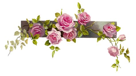 Antique Images Free Flower Graphic Vintage Pink Rose Clip Art Branch