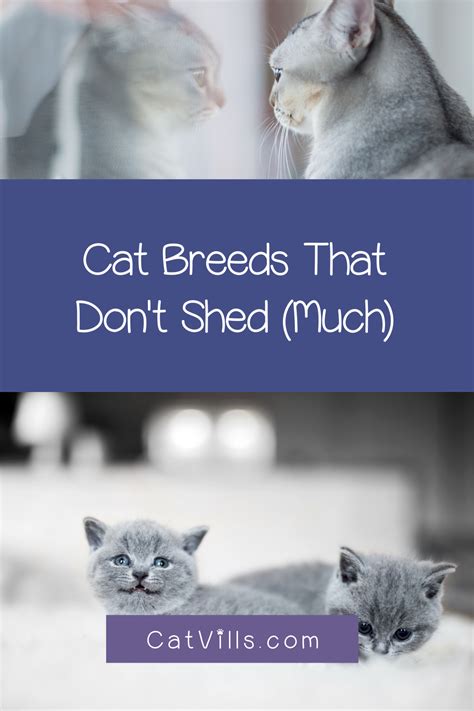 20 Cat Breeds That Dont Shed A Lot With Pics And Videos Cats Cats