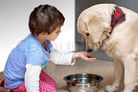 Cute Child Feeding His Pet Dog Stock Image Colourbox