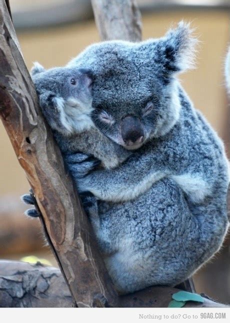 Animal Aww Baby Cute Koala Image 316320 On