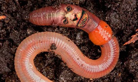 What Do Earthworms Eat For Kids Kidsacookin