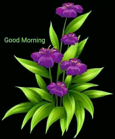 Good Morning Images Flowers Good Morning Images Hd Morning Pictures