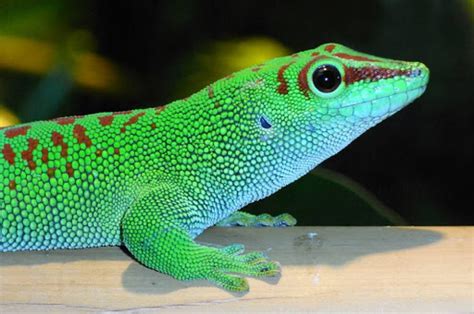 7 Best Pet Gecko Types For Beginners Mypetcarejoy
