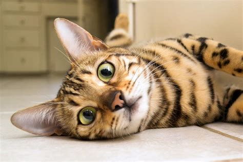 It is advised that they be exclusively indoor cats as. Should I Get a Bengal Cat? 7 Questions to Ask Yourself ...