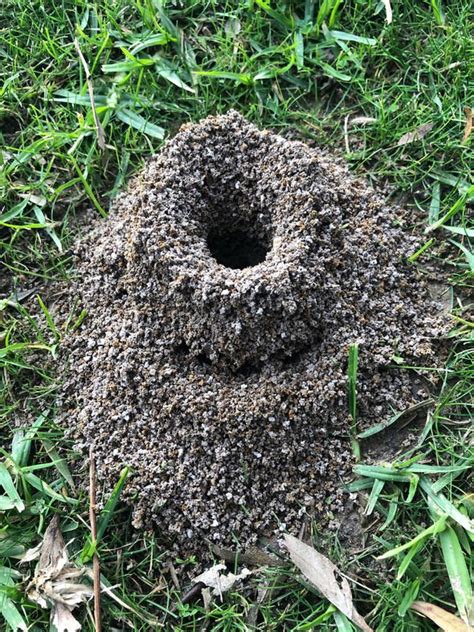 You can remove ants from your home by killing them, but. How to get rid of ant hills from your lawn - FIVE ways ...
