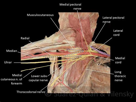 Medial And Lateral Pectoral Nerves Slidesharefile B