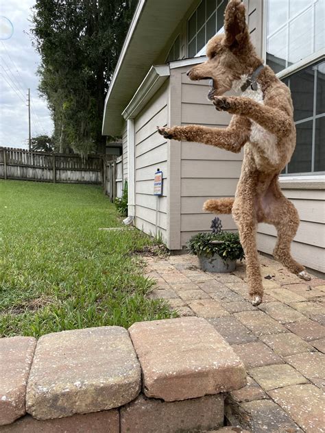 Psbattle Poodle Chasing Bubbles Photoshopbattles
