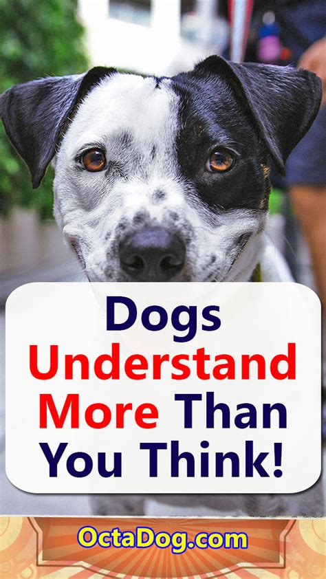 Dogs And Words They Understand More Than You Think