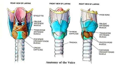 Larynx Anatomy Page 8
