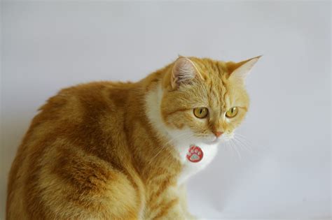 How Much Do Orange Tabby Cats Cost Kitty Devotees