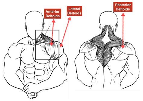 Lateral Raises And Bent Over Lateral Raises For Rear Deltoids