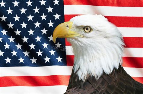 Us Flag With American Bald Eagle Stock Photo Image Of Stars Patriotic