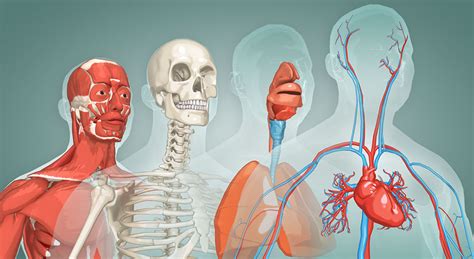 The Human Body For Kids 3d Scene Mozaik Digital Education And