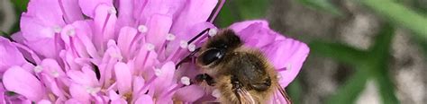 Einfach online bestellen, liefern lassen oder abholen. 1. Schweizer Bienentag | garten.ch