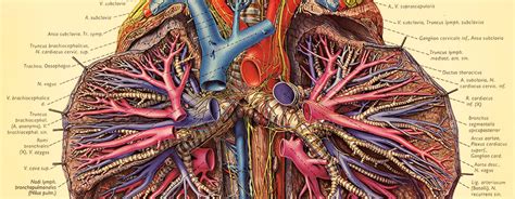 Bones are not inanimate rock like structures in the human body; 1933-1953: Eduard Pernkopf's Atlas— "a tainted beauty" - Alliance for Human Research Protection