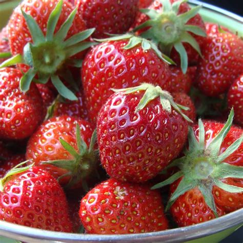 Flavorfest Strawberry Plants for Sale | Free Shipping