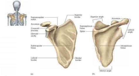 We did not find results for: Upper Limb - Physiology - AmeriCorps Health