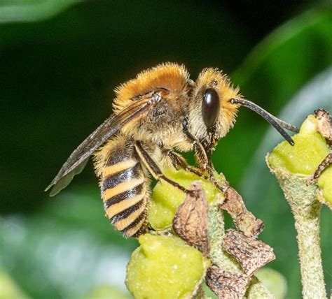 Colletes Hederae Ivy Bee In North Merseyside ~ North West Invertebrates