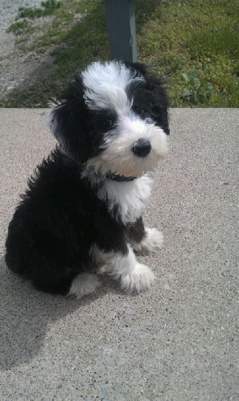 For active families with older children the fun loving labradoodle is a great choice. Sheep dog/ poodle = sheepadoodle | {Puppy love} | Pinterest