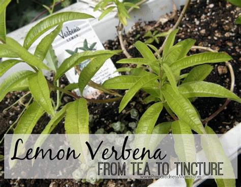 Growing And Using Lemon Verbena 2021 Preparednessmama Lemon Verbena