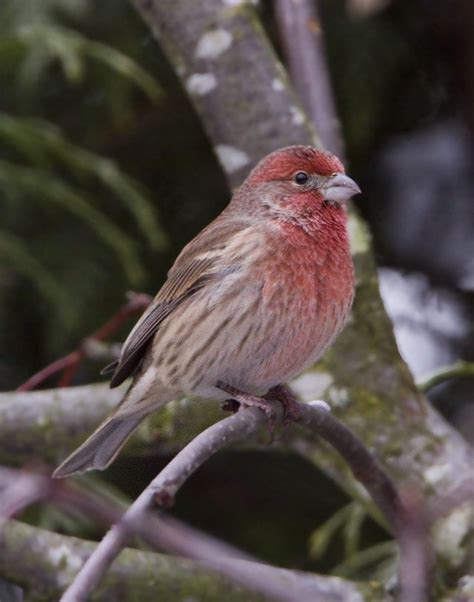 The Red Headed Bird That Sings Every Afternoon In Alameda Is The House