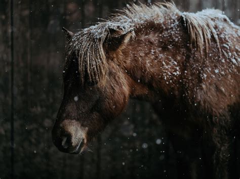 Download Animal Horse 4k Ultra Hd Wallpaper