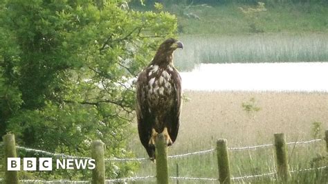 White Tailed Sea Eagle Spreads Its Wings Again Bbc News