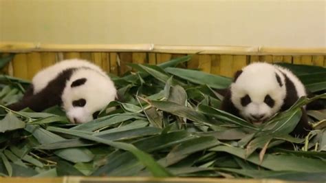 Cute Alert Two Month Old Giant Panda Twins Debut In S China Safari