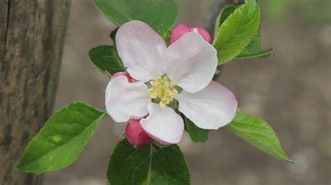 12 cm sehr schöne dekorative dahlie aus litauen. Äpfel und Birnen blühen, und was ist mit den Erbsen? Und ...