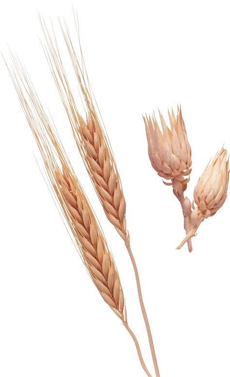 Wheat Transparent Png Png Play