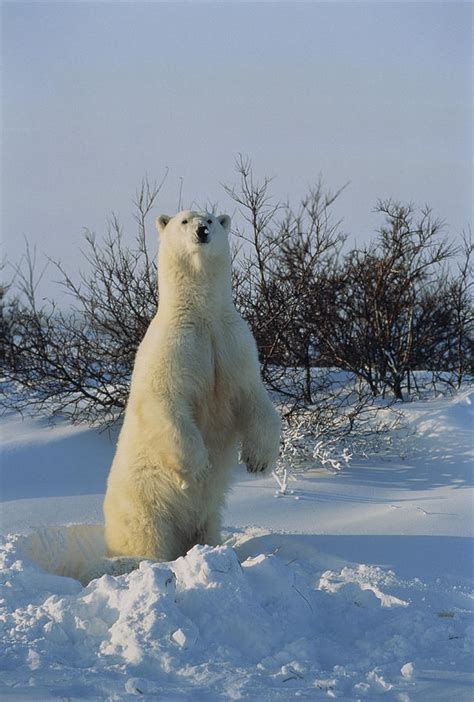 There is little doubt that polar bears are a very recent offshoot from the brown bear lineage, though there is considerable debate over when this divergence took place. A Polar Bear Standing On Its Hind Legs Photograph by ...