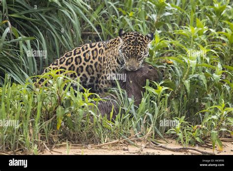 Jaguar Panthera Onca Palustris Adult Killing Capybara Stock Photo