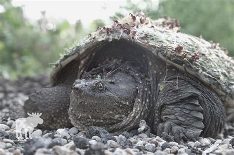 What Happens If A Snapping Turtle Bites You — Forest Wildlife