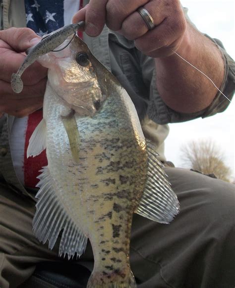 Swimbaits For Crappie Crappie Rambling Angler Outdoors