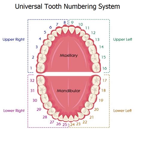 Then i had to go back to remove the remaining 3 and it was so. Universal Tooth Numbering System | Dental Education ...